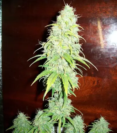 La Diva Auto (Delicious Seeds) Cannabis-Samen
