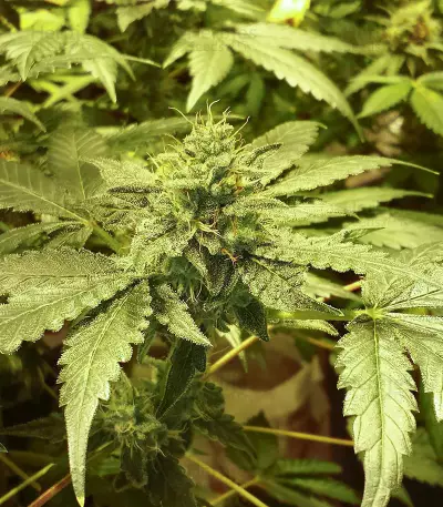OG Critical (Emerald Triangle Seeds) Cannabis-Samen