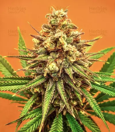 Sith OG feminisierte Samen (AlphaFem Seeds)