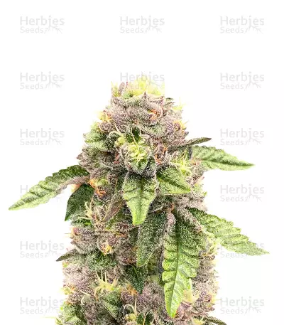 Sticky Sherbert GG feminisierte Samen (Seedkeepers)
