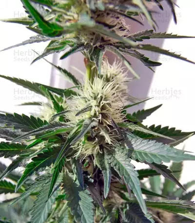 Belladonna (Paradise Seeds) Cannabis-Samen