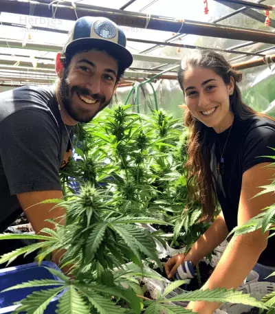 Blue Gelato 41 feminisierte Samen