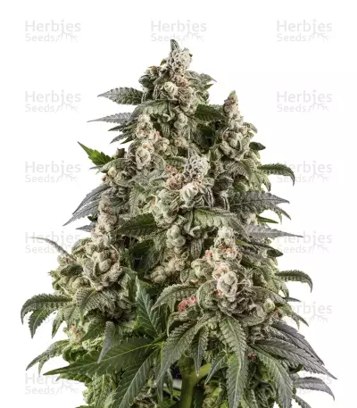Café Racer (BlimBurn Seeds)
