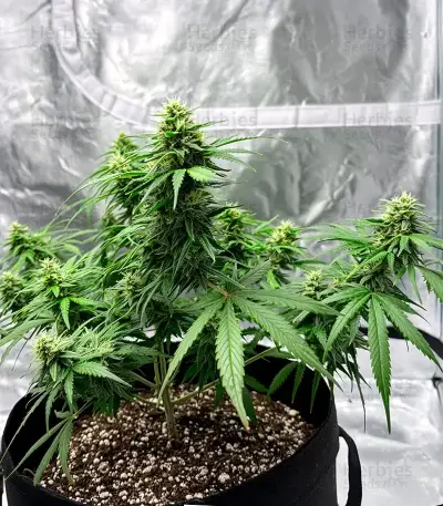 Edam Bomb (Cheese Bomb) (Bomb Seeds) Cannabis-Samen