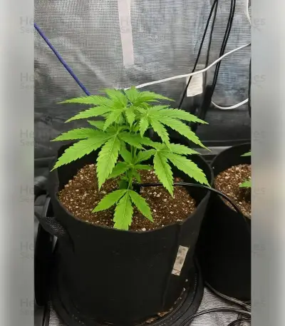 Gelato 44 (Tyson S) (Royal Queen Seeds)