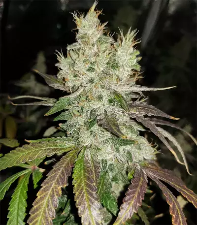 Gorilla Girl (Sweet Seeds) Cannabis-Samen