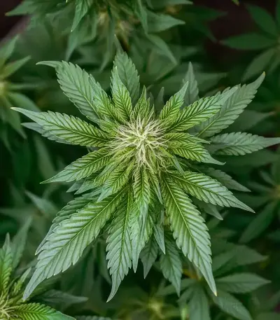 Green AK XL (AK-47 XL) (Zambeza Seeds) Cannabis-Samen