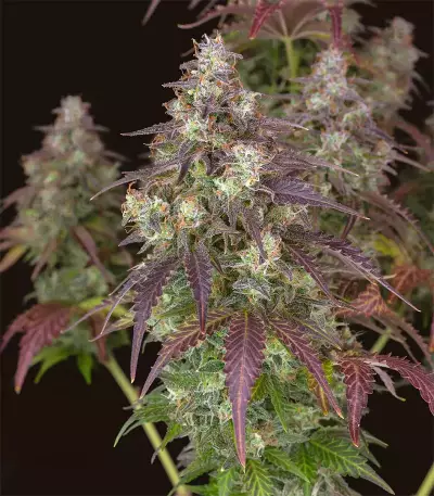 Lemon Pie Auto feminisierte Samen (Fast Buds)