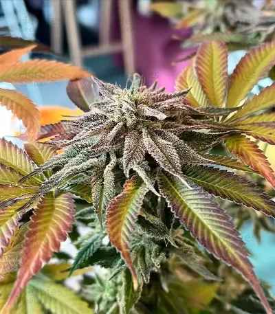 Mimosa (Herbies USA Express)