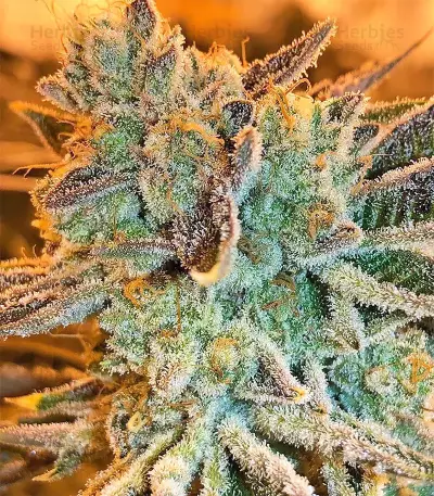 Pure Kush (Original Sensible Seeds) Cannabis-Samen