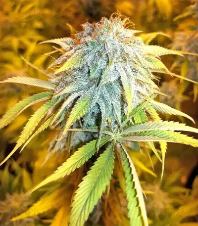 Pure Kush (Original Sensible Seeds) Cannabis-Samen