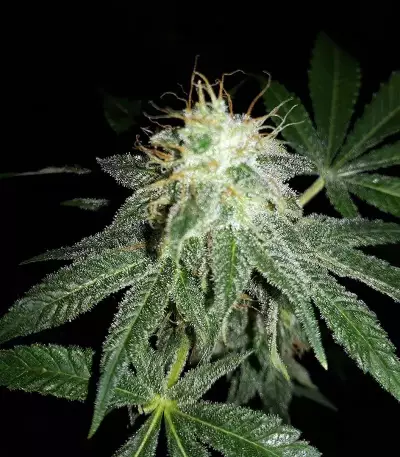 Runtz Muffin feminisierte Samen (Barney's Farm)