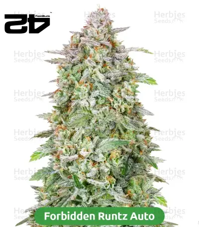 Starter Bundle #1: 3x3 seeds (Mixed)