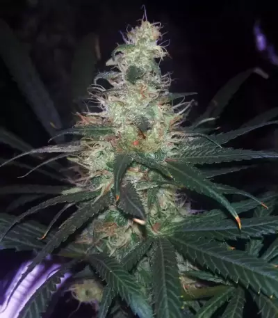 Three Blue Kings (Humboldt Seeds Organization) Cannabis-Samen