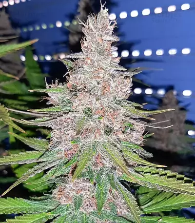 Tropicanna Poison F1 Fast Version feminisiertes Saatgut (Sweet Seeds)