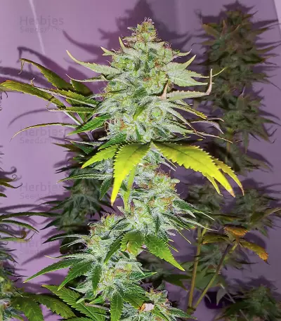 WiFi Kush feminisierte Samen (AlphaFem Seeds)