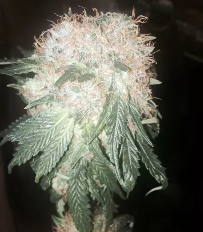 Green Ninja (Heavyweight Seeds) Cannabis-Samen