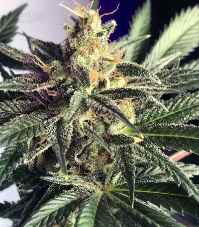 American Stafford (Kera Seeds) Cannabis-Samen