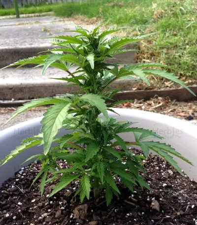 Jack-Matic Auto (Blackskull Seeds) Cannabis-Samen