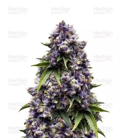 Auto Purple (Original Sensible Seeds) Cannabis-Samen