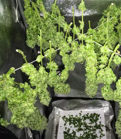 Black Jack (Sweet Seeds) Cannabis-Samen