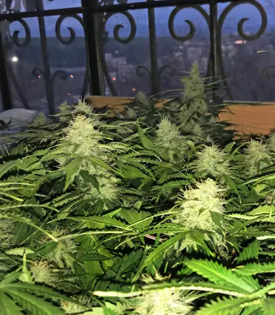 Buddha Deimos Auto regular (Buddha Seeds) Cannabis-Samen