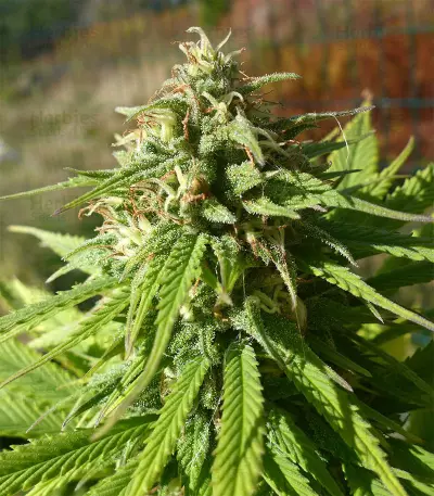 CBD Caramel regular (Barney's Farm) Cannabis-Samen