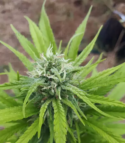 CBD Caramel regular (Barney's Farm) Cannabis-Samen