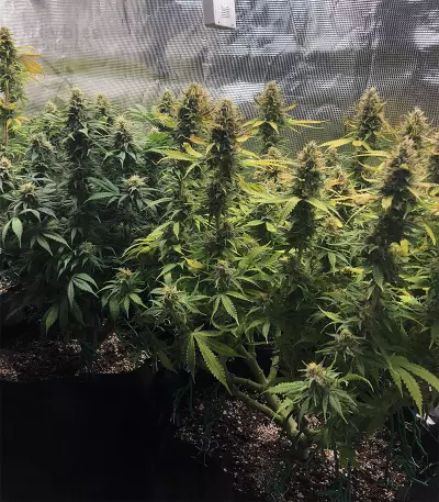 Chocolate Heaven (G13 Labs) Cannabis-Samen