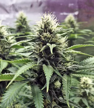 Chocolate Heaven (G13 Labs) Cannabis-Samen