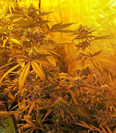 Chocolate Mint OG (Humboldt Seeds Organization) Cannabis-Samen