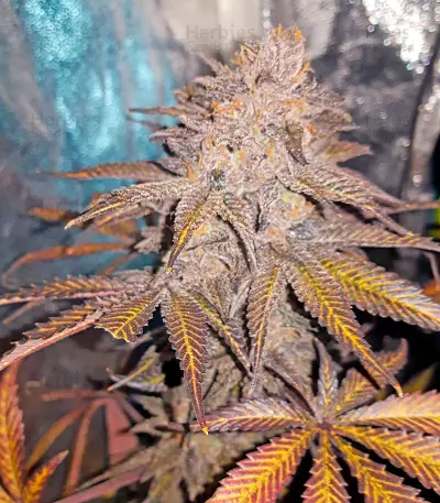 Chocolate Mint OG (Humboldt Seeds Organization) Cannabis-Samen