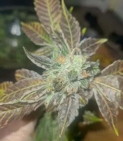 Do-Si-Dos (Pyramid Seeds) Cannabis-Samen