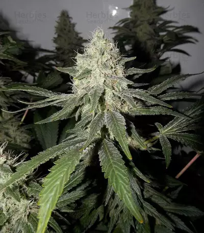 Gelato Sorbet (DNA Genetics) Cannabis-Samen