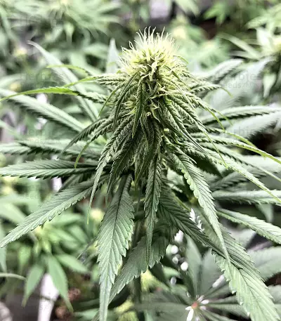 Gorilla x White Widow (Expert Seeds) Cannabis-Samen