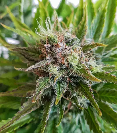 Grapefruit Auto (Fast Buds) Cannabis-Samen