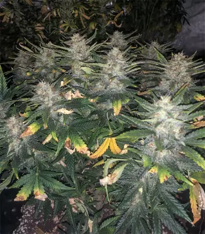 Green Gelato Automatic (RQS) Cannabis-Samen