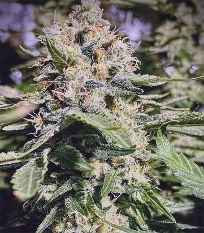 Hindu Kush (Sensi Seeds) Cannabis-Samen