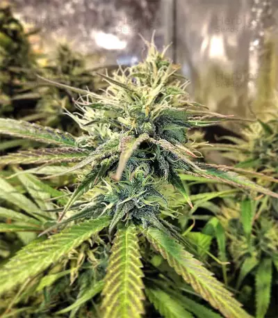 Kali China (Ace Seeds) Cannabis-Samen