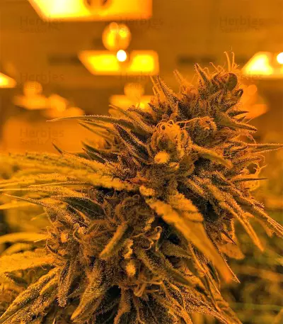 King's Banner regular (Dark Horse Genetics) Cannabis-Samen