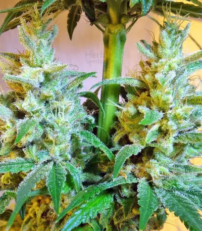 Malawi x PCK (Ace Seeds) Cannabis-Samen