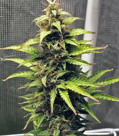 NL Auto (G13 Labs) Cannabis-Samen