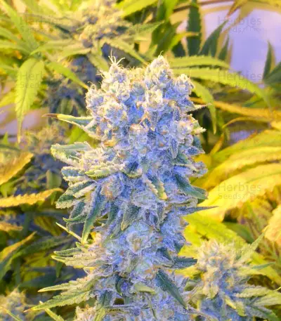 Northern Lights (White Label) Cannabis-Samen