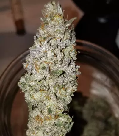OGKZ (Humboldt Seeds Organization) Cannabis-Samen