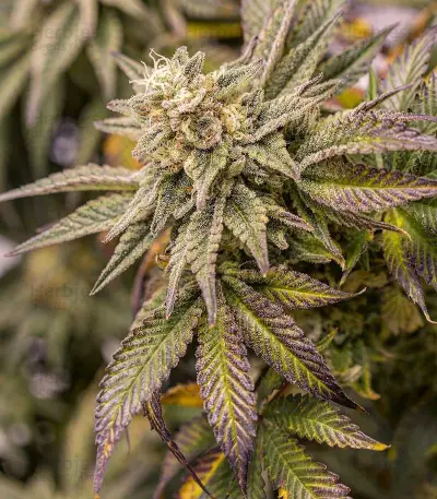 OGKZ (Humboldt Seeds Organization) Cannabis-Samen