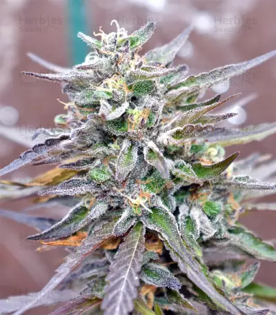 Panama D.C. Regular (CannaBioGen) Cannabis-Samen