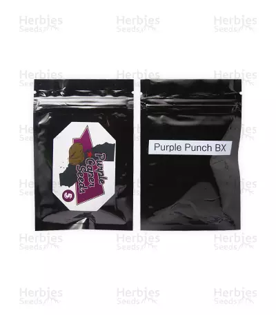 Purple Punch BX regular (Purple Caper Seeds) Cannabis-Samen