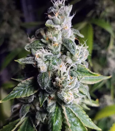 Ripper badazz (Ripper Seeds) Cannabis-Samen