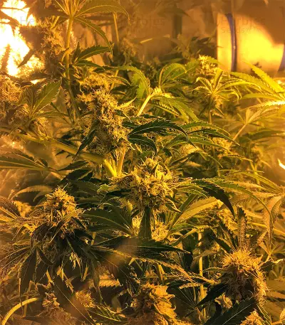 Sherbet (Seedstockers) Cannabis-Samen