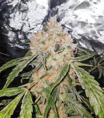 Skunk XL (RQS) Cannabis-Samen